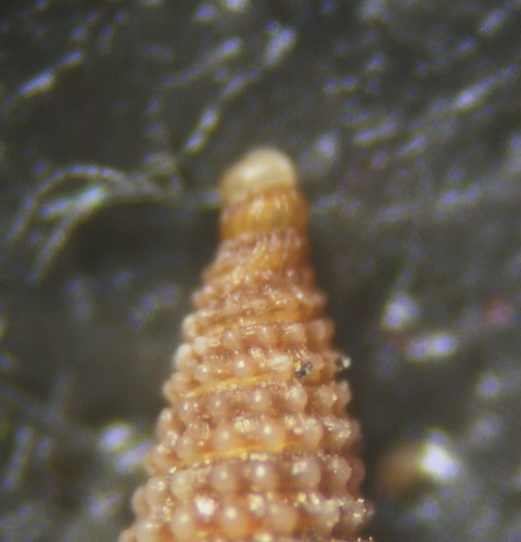 Dizionopsis